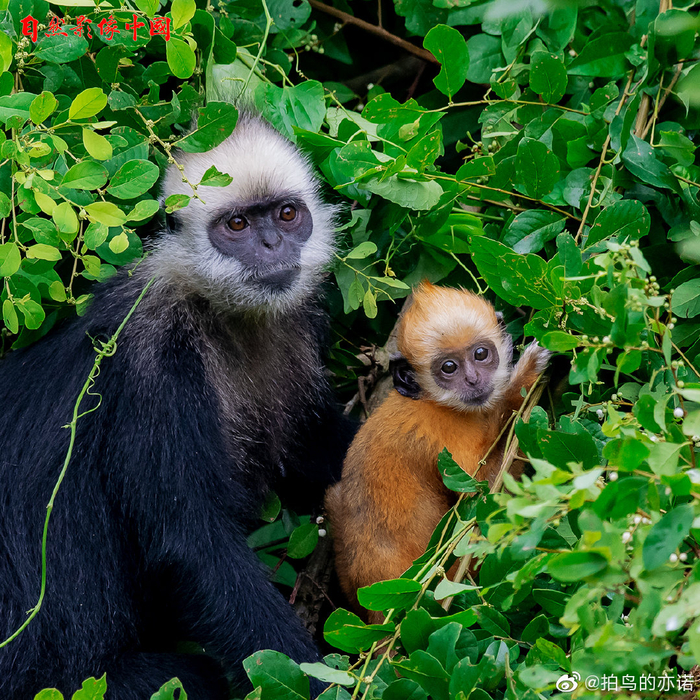 白头叶猴(学名:Trachypithecus poliocephalus ssp|雄性|树叶_新浪新闻