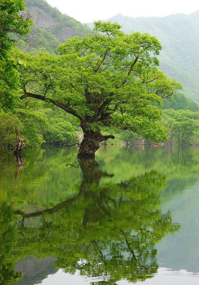 心,应该是一颗树,在缄默中伫立,既能接受阳光,也能包容风雨。