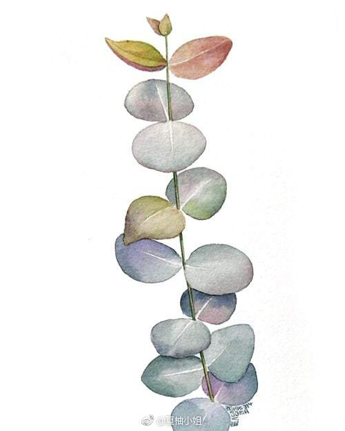尤加利(水彩画) 尤加利叶水彩植物商用插画图片-设计素材-96微信编辑器