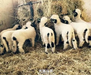 继”草泥马”之后，这种羊也要火了