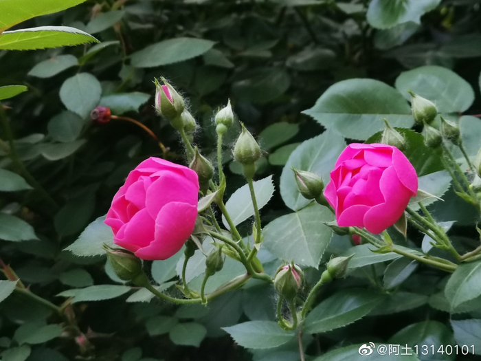 七姊妹(学名:Rosa multiflora Thunb. var|蔷薇|叶互生|托叶|皮刺|常绿灌木_新浪新闻