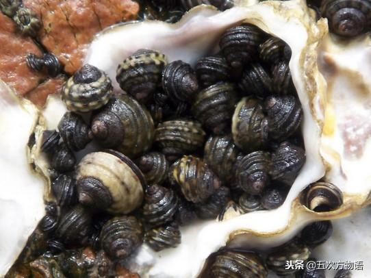 青岛人常吃的海螺,其实没几种