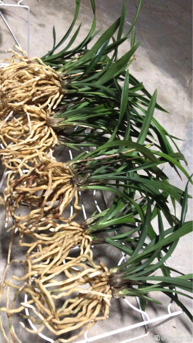 这花爱长大肉根,吃光土,撑爆盆,越养越值钱
