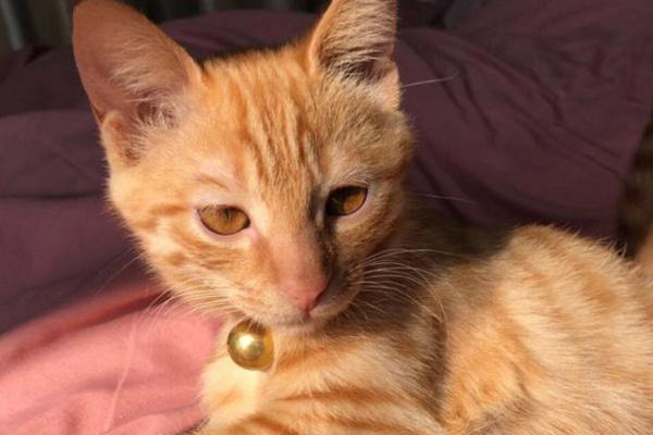 黄猫跟橘猫有啥区别？黄猫是品种，橘猫是橘色的猫的统称！|颜色|狸猫|虎斑猫|铲屎官|毛发_新浪新闻
