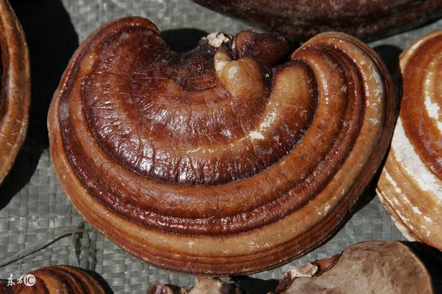 抗癌中药9种中草药抗癌有奇效