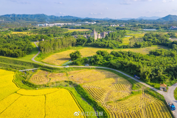7月来临,开平乡村田野金黄一片.这么美丽的景色