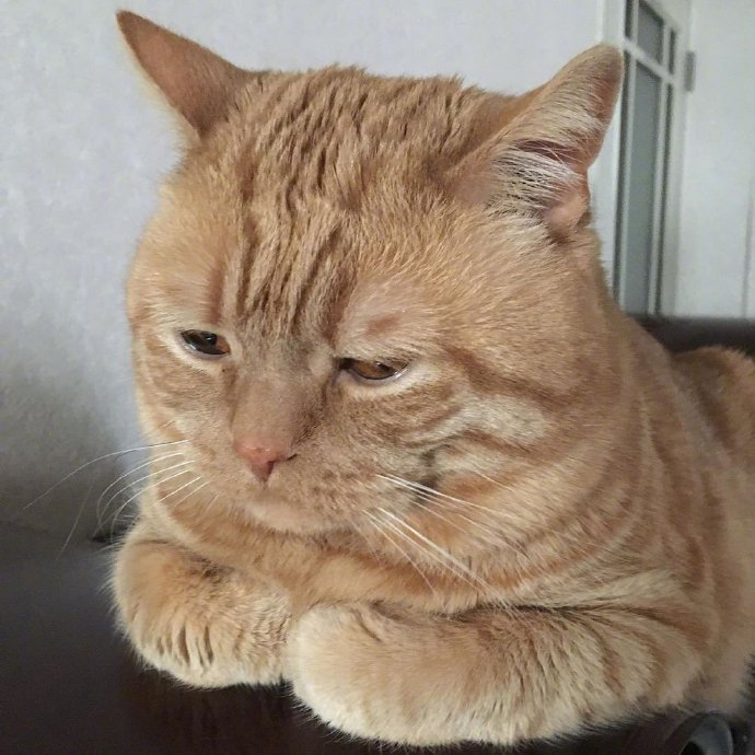 橘猫alan委屈的小表情像极了上班的我