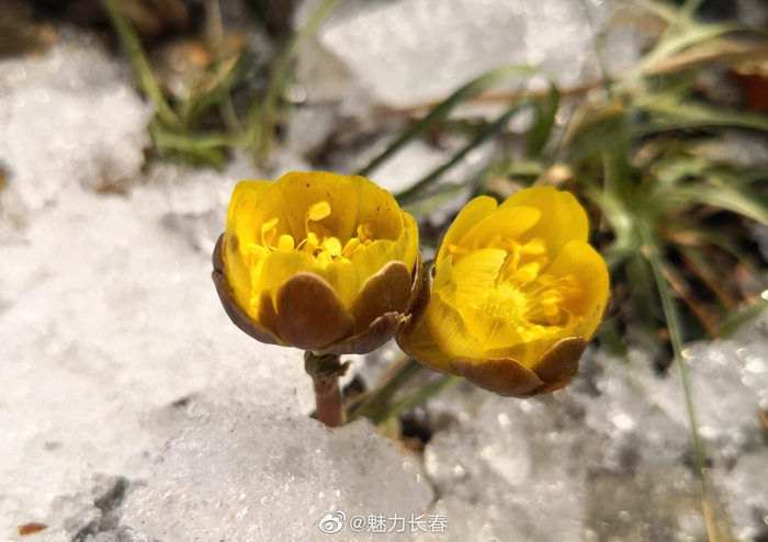 阳春三月,净月潭的冰凌花开了……
