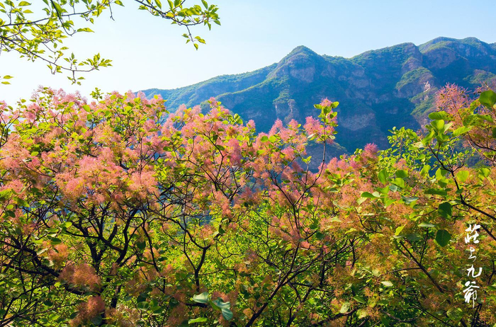 深秋拍过漫山红叶的您 可不要错过初夏的黄栌花开