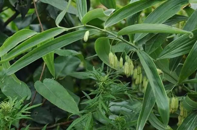 黄精作为药用植物,它的功效主要体现在哪些方面呢?_新浪新闻