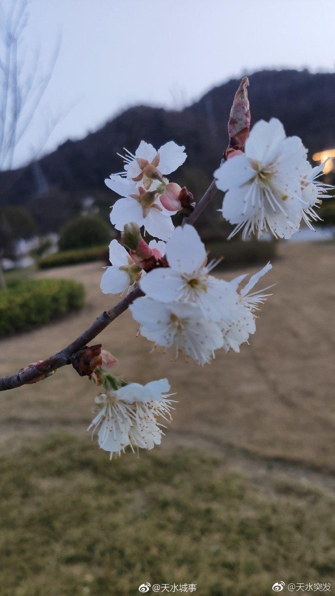 天水新阳镇杏花图片