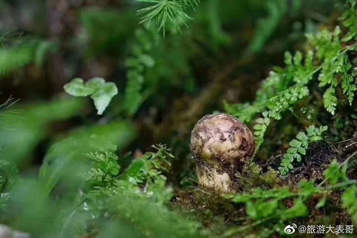 菌季采松茸，是云南人的头等大事。每年的6到11月份