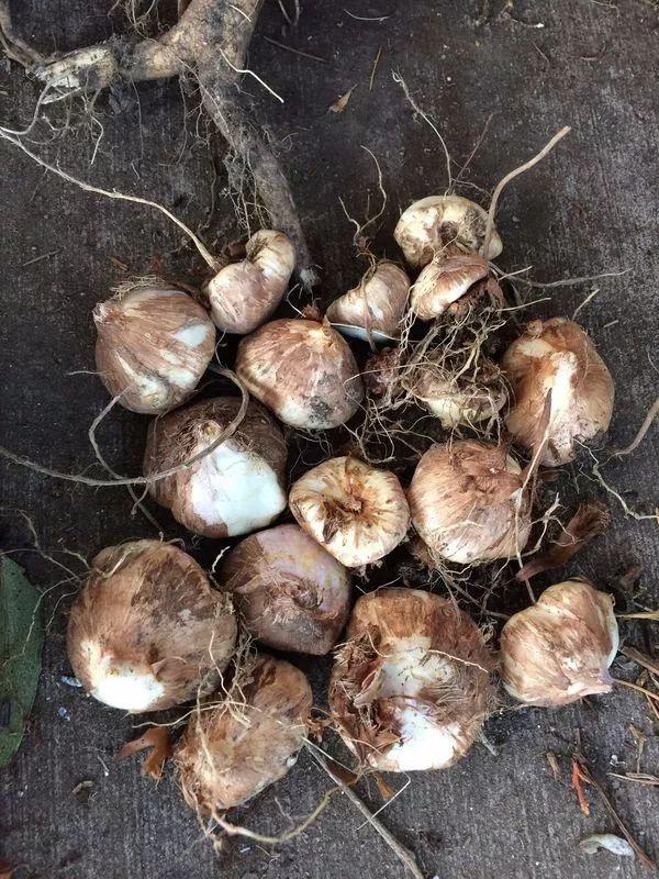 极具热带风情的雄黄兰，在北方还能养成盆栽，鳞茎可不断分生