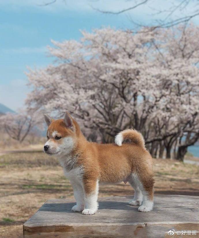 小柴犬shiba写真！毛茸茸，可可爱爱！萌化了！