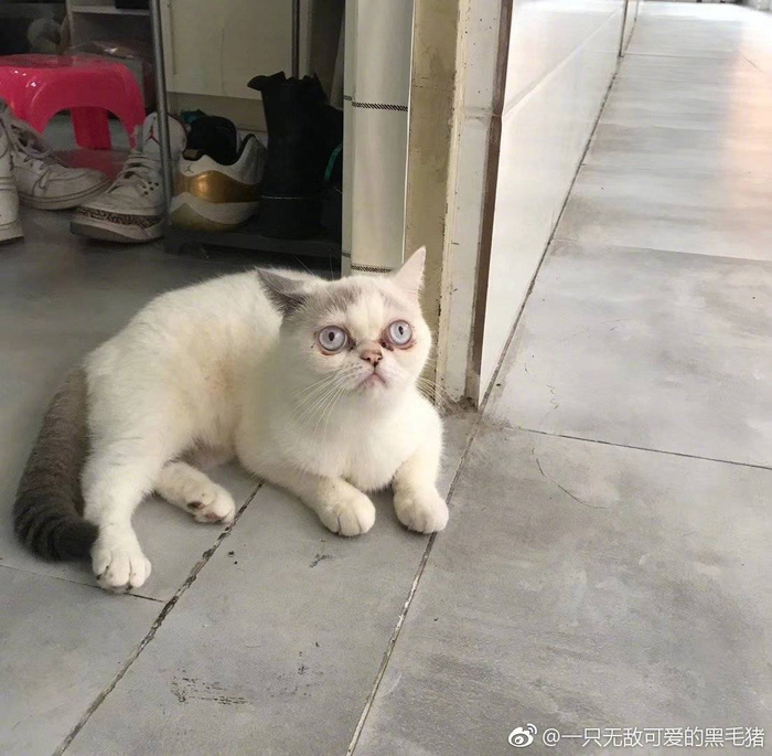 丑猫丑狗，哈哈哈看看网友分享的照片