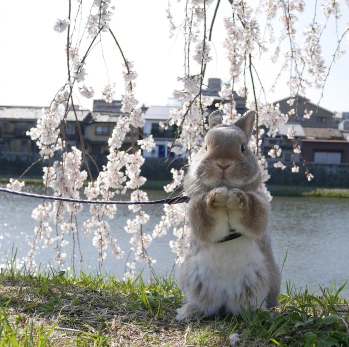 樱花树下的的小兔子くまごろう 🐰