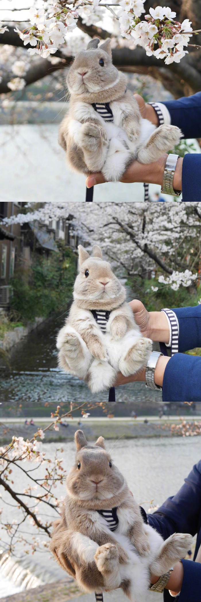 樱花树下的的小兔子くまごろう 🐰