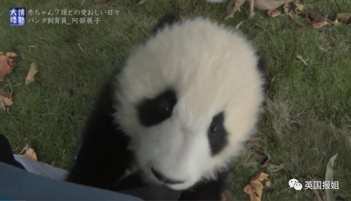 为到中国亲手养熊猫，日本妹子苦练四川话，终圆铲屎梦！