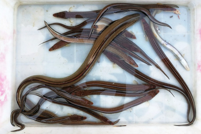 一条一斤半大鳗鳞鱼80一斤顾客二话不说买走活鳗鳞鱼市场走俏