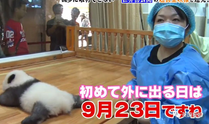 为到中国亲手养熊猫，日本妹子苦练四川话，终圆铲屎梦！