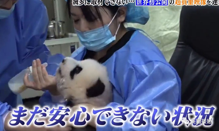 为到中国亲手养熊猫，日本妹子苦练四川话，终圆铲屎梦！