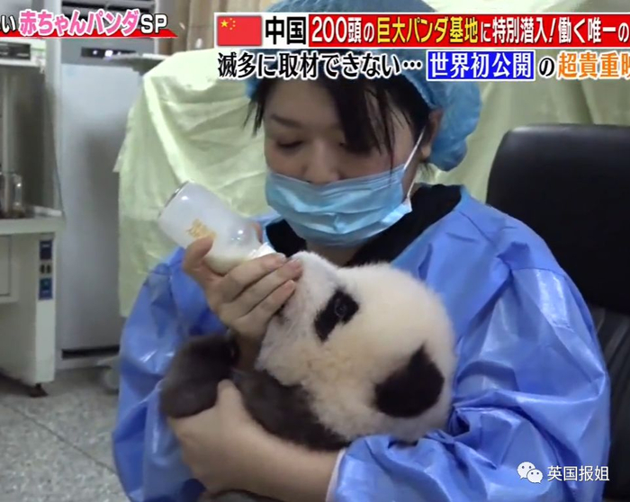 为到中国亲手养熊猫，日本妹子苦练四川话，终圆铲屎梦！