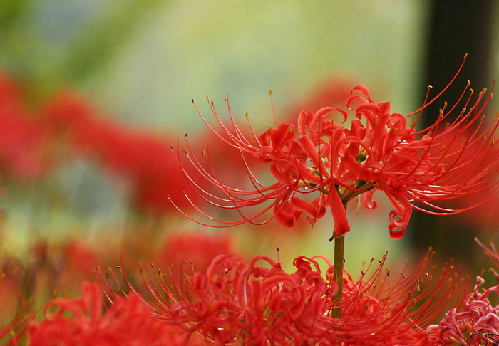 叶存时,花末放;花开时,叶已逝。如此凄凉。人们说