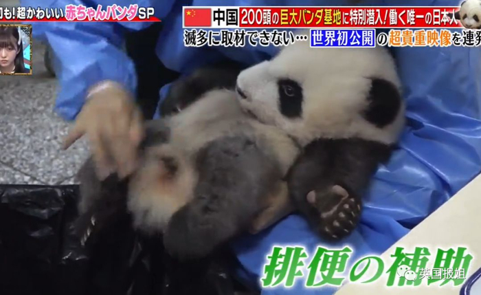 为到中国亲手养熊猫，日本妹子苦练四川话，终圆铲屎梦！