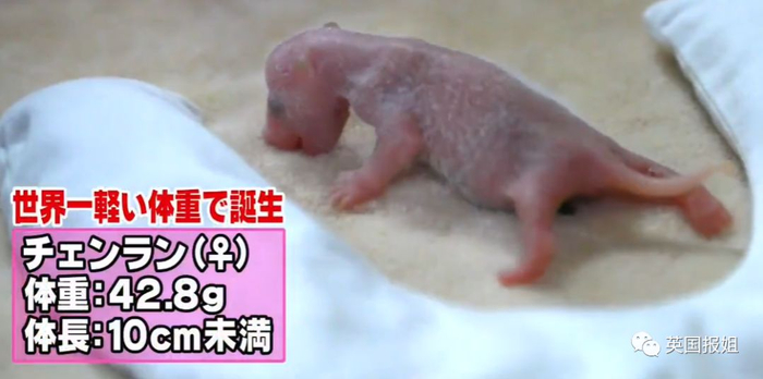 为到中国亲手养熊猫，日本妹子苦练四川话，终圆铲屎梦！