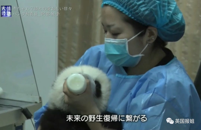 为到中国亲手养熊猫，日本妹子苦练四川话，终圆铲屎梦！