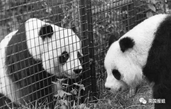为到中国亲手养熊猫，日本妹子苦练四川话，终圆铲屎梦！
