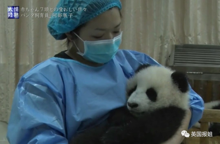 为到中国亲手养熊猫，日本妹子苦练四川话，终圆铲屎梦！