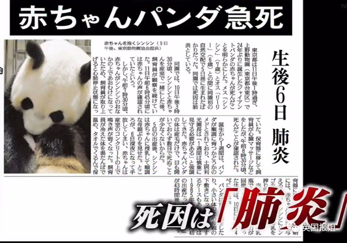 为到中国亲手养熊猫，日本妹子苦练四川话，终圆铲屎梦！