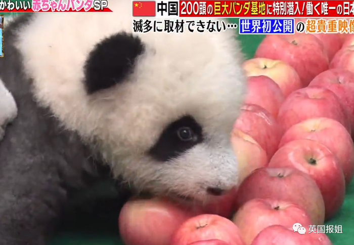 为到中国亲手养熊猫，日本妹子苦练四川话，终圆铲屎梦！