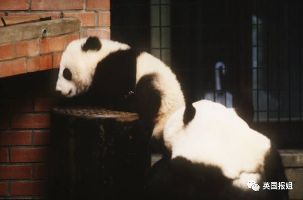 为到中国亲手养熊猫，日本妹子苦练四川话，终圆铲屎梦！