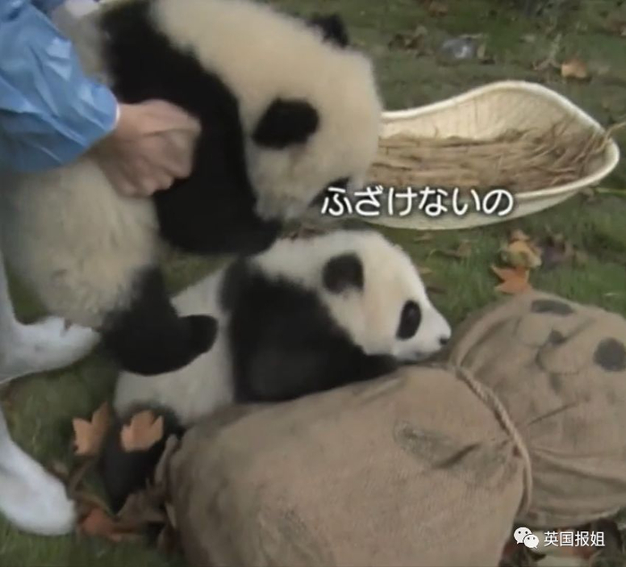 为到中国亲手养熊猫，日本妹子苦练四川话，终圆铲屎梦！