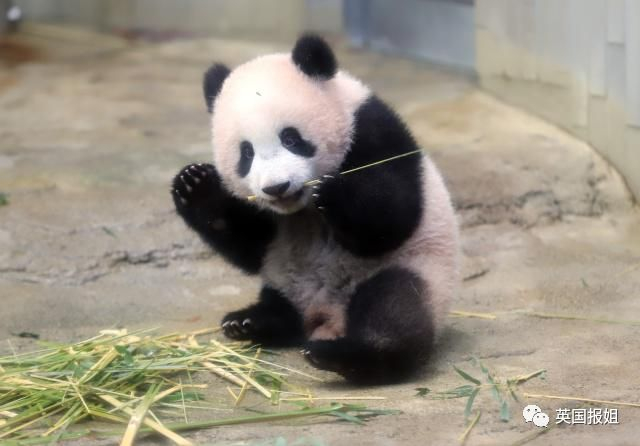 为到中国亲手养熊猫，日本妹子苦练四川话，终圆铲屎梦！