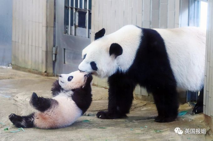 为到中国亲手养熊猫，日本妹子苦练四川话，终圆铲屎梦！