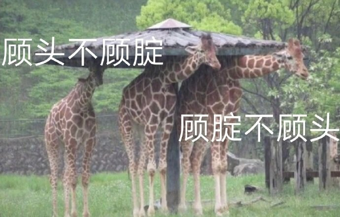 躲雨失败的长颈鹿正确诠释顾头不顾腚，头和屁股只能选一个