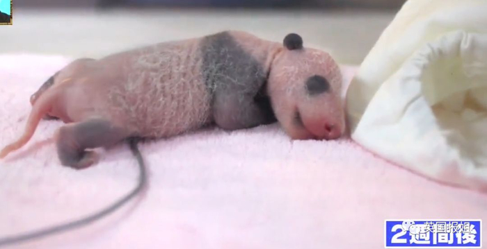 为到中国亲手养熊猫，日本妹子苦练四川话，终圆铲屎梦！