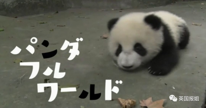为到中国亲手养熊猫，日本妹子苦练四川话，终圆铲屎梦！