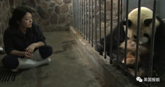 为到中国亲手养熊猫，日本妹子苦练四川话，终圆铲屎梦！