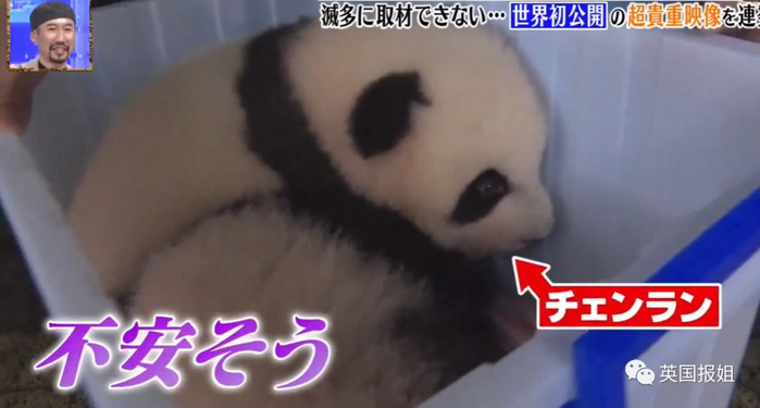 为到中国亲手养熊猫，日本妹子苦练四川话，终圆铲屎梦！