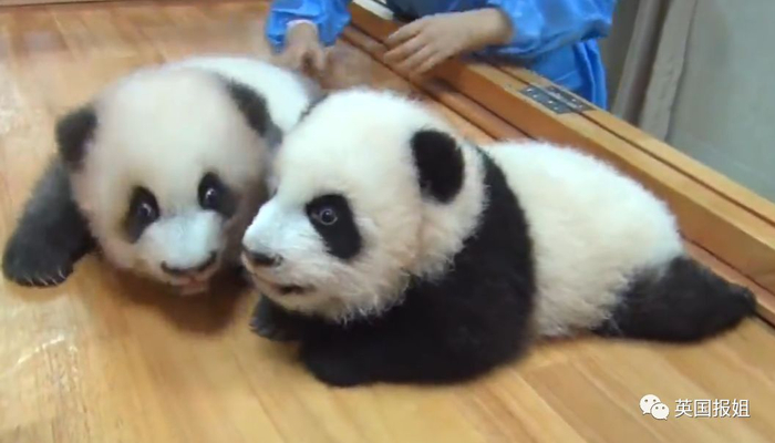 为到中国亲手养熊猫，日本妹子苦练四川话，终圆铲屎梦！