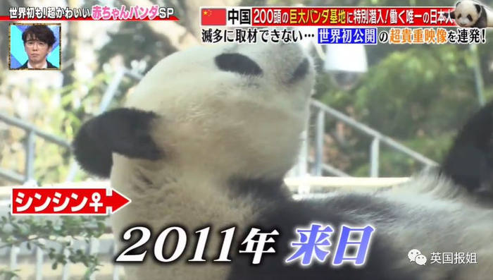 为到中国亲手养熊猫，日本妹子苦练四川话，终圆铲屎梦！