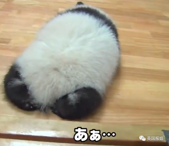 为到中国亲手养熊猫，日本妹子苦练四川话，终圆铲屎梦！