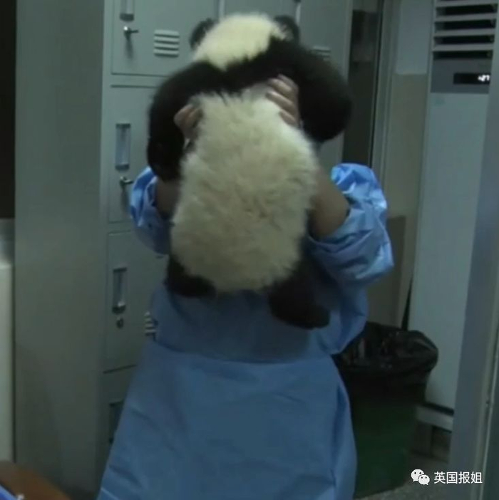 为到中国亲手养熊猫，日本妹子苦练四川话，终圆铲屎梦！