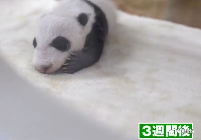 为到中国亲手养熊猫，日本妹子苦练四川话，终圆铲屎梦！