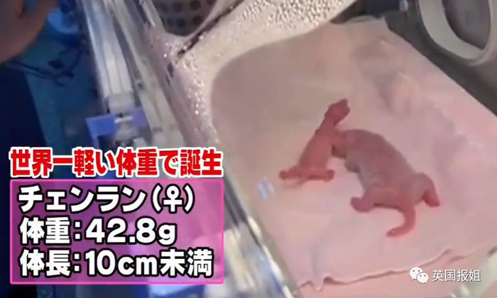 为到中国亲手养熊猫，日本妹子苦练四川话，终圆铲屎梦！