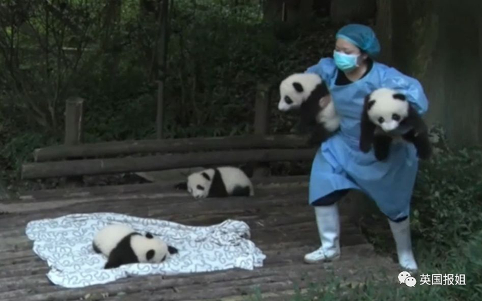 为到中国亲手养熊猫，日本妹子苦练四川话，终圆铲屎梦！